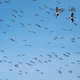 Migrating Canada geese